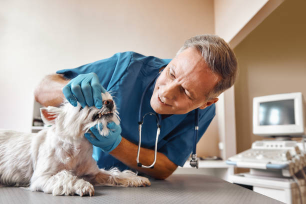 Best Emergency Dentist for Knocked-Out Tooth in Shavertown, PA